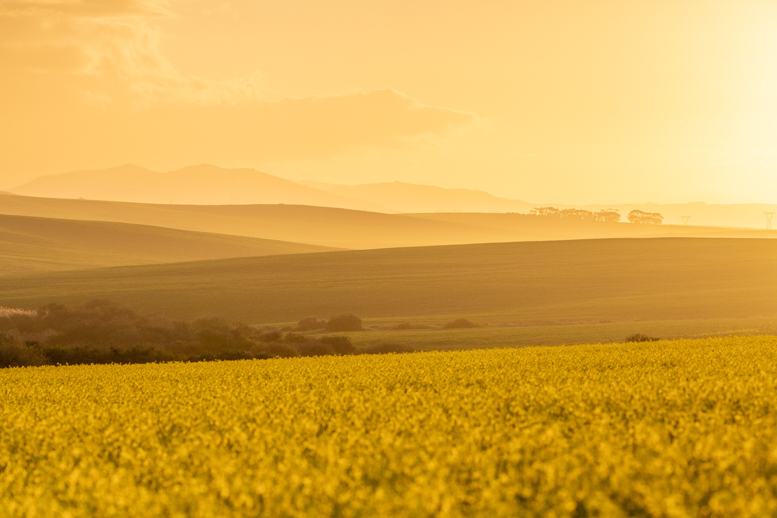 Overberg landscape at golden hour